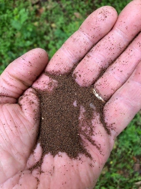 A photo of a hand holding roughly 30,000 tobacco seeds.