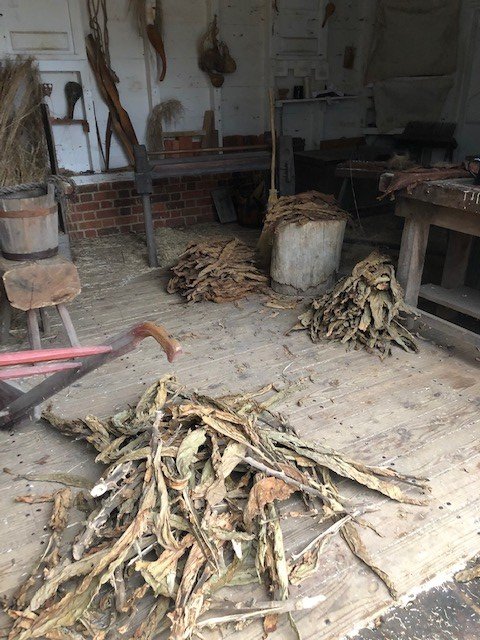 Stripping and sorting tobacco leaves.