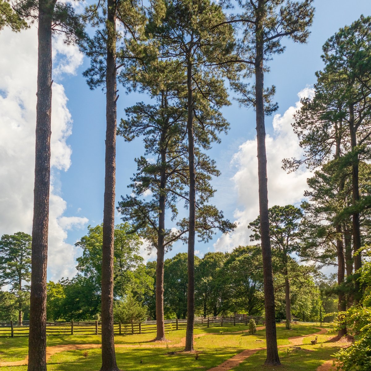 Bassett Trace Nature Trail Towering Pine Trees