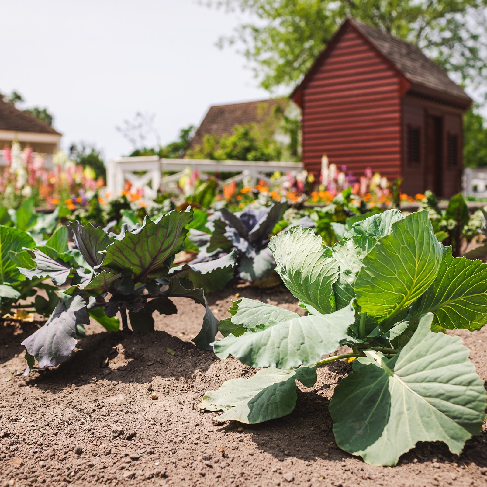 CWF-Historic-Area-Spring_Colonial-Williamsburg_Williamsburg_VA_May_2023_TheVacationChannel-077_gimx3j