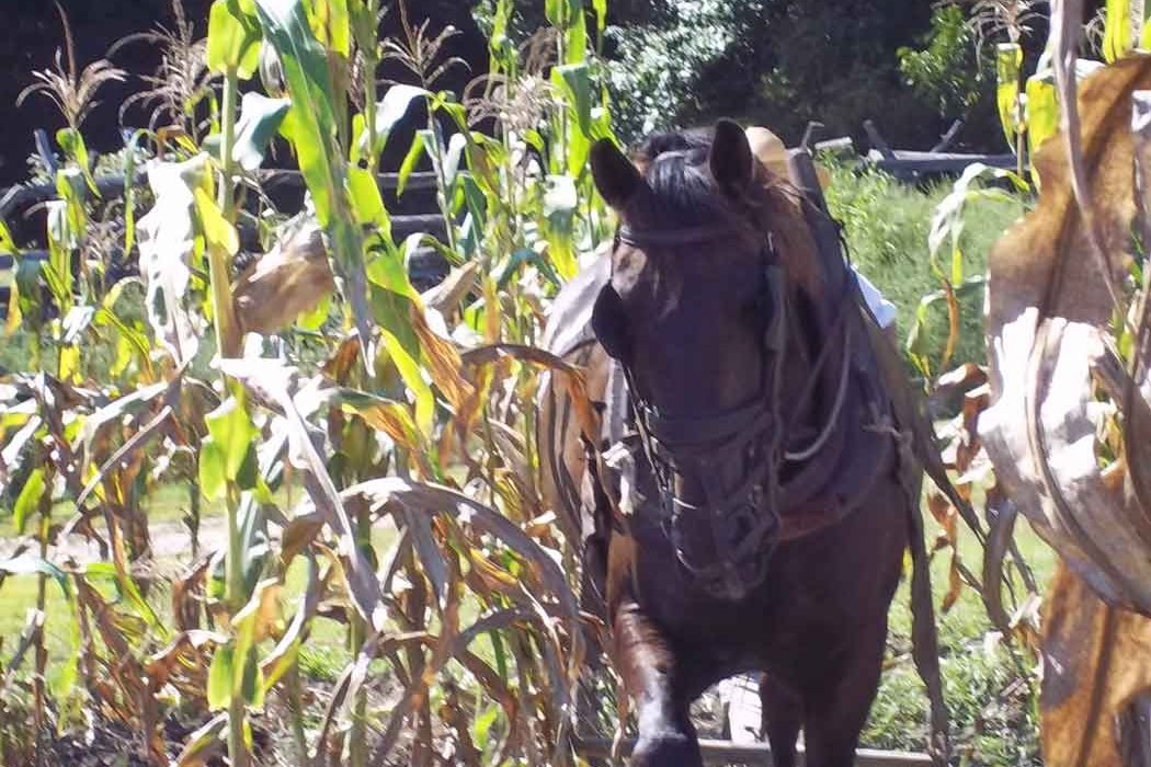 A photo of a brown horse plowing through a field of corn