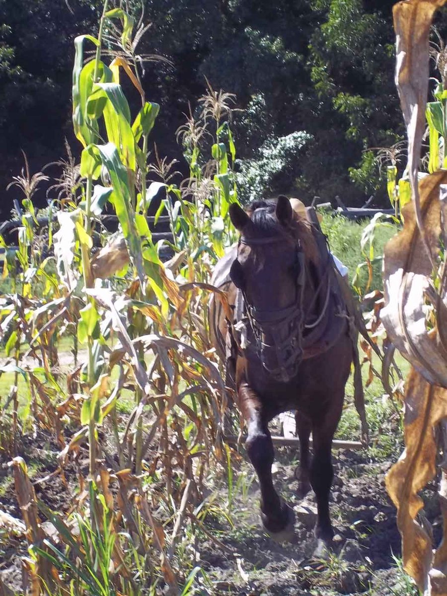 A photo of a brown horse plowing through a field of corn