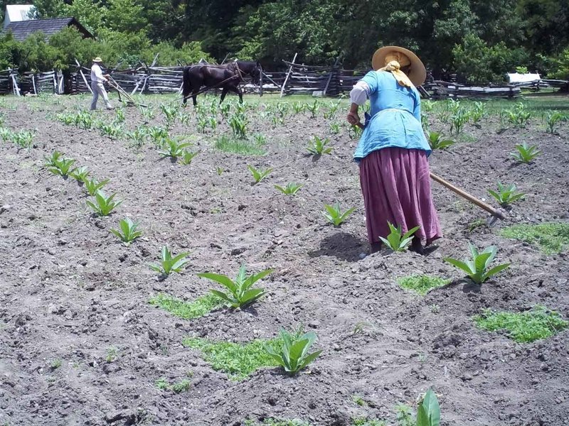 A photo of a man and woman working in a large garden. The man is using a horse to plow and the woman is using a hoe to work the soil.