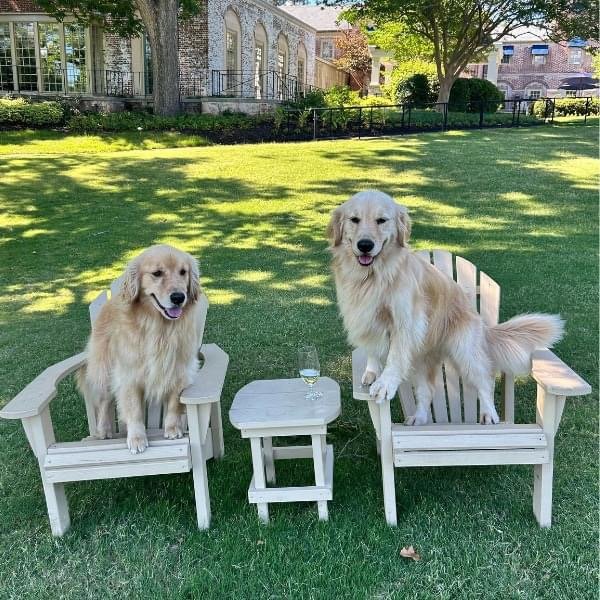 Golden Retrievers by the Inn