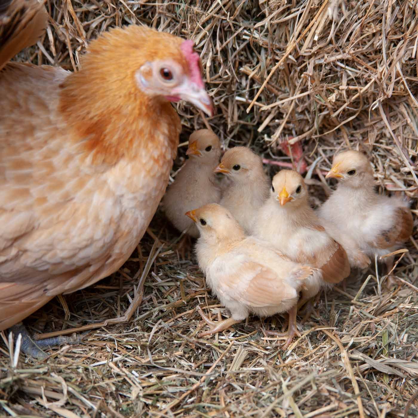 Nankin-Bantams-chickens