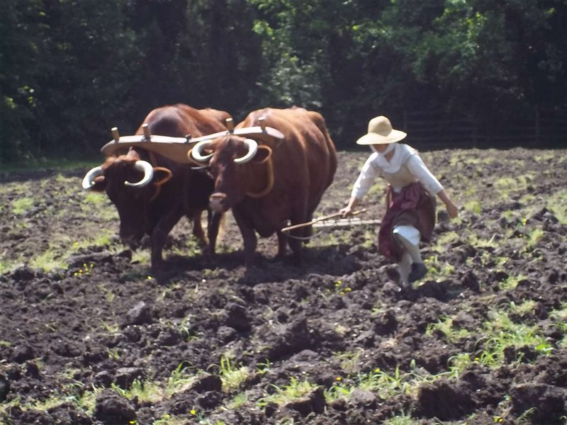 A photo of a woman plowing a field of dirt with 2 oxen.