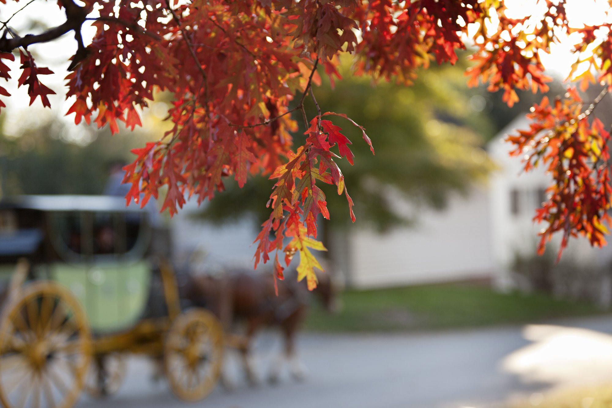 fall-leaves-carriage-background