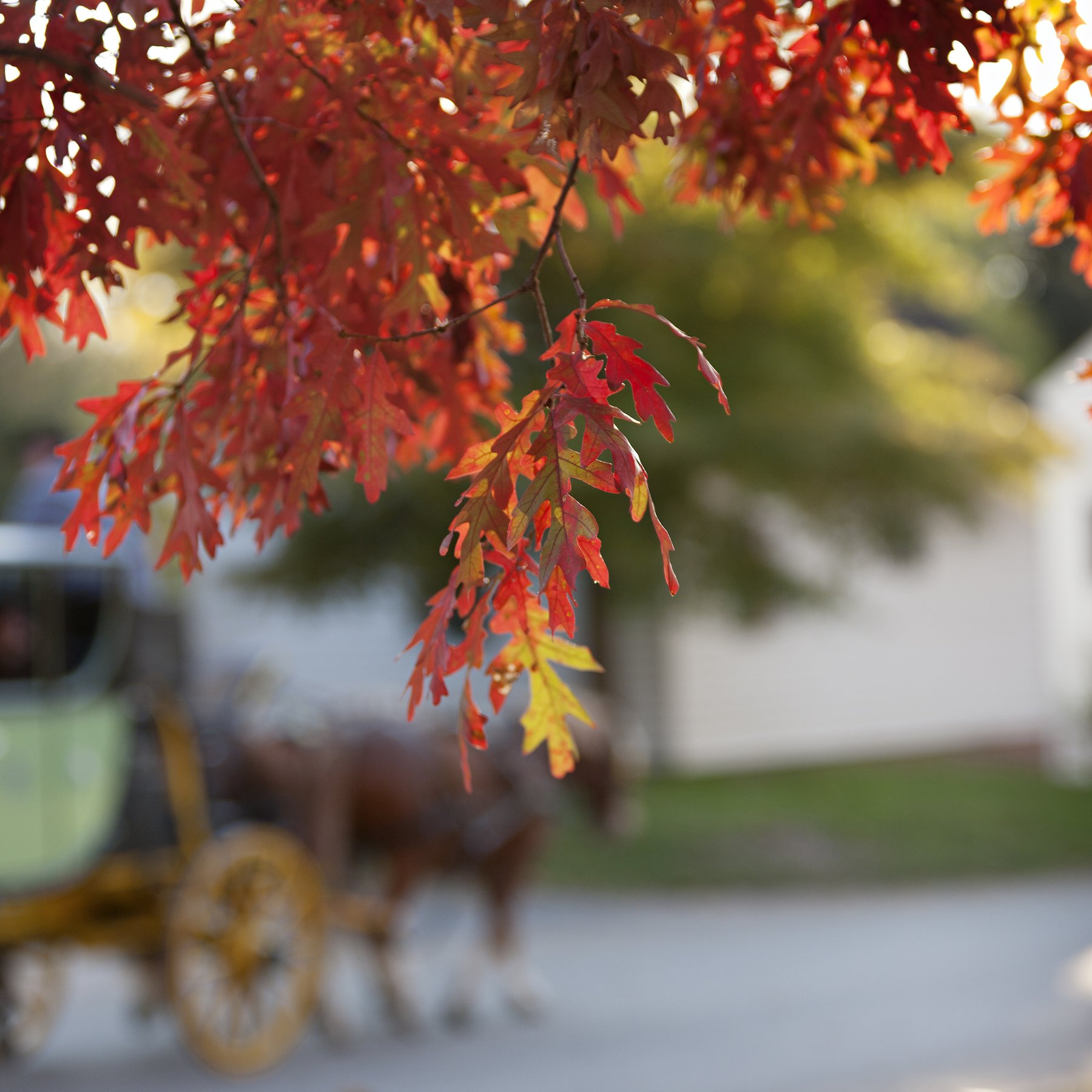 fall-leaves-carriage-background