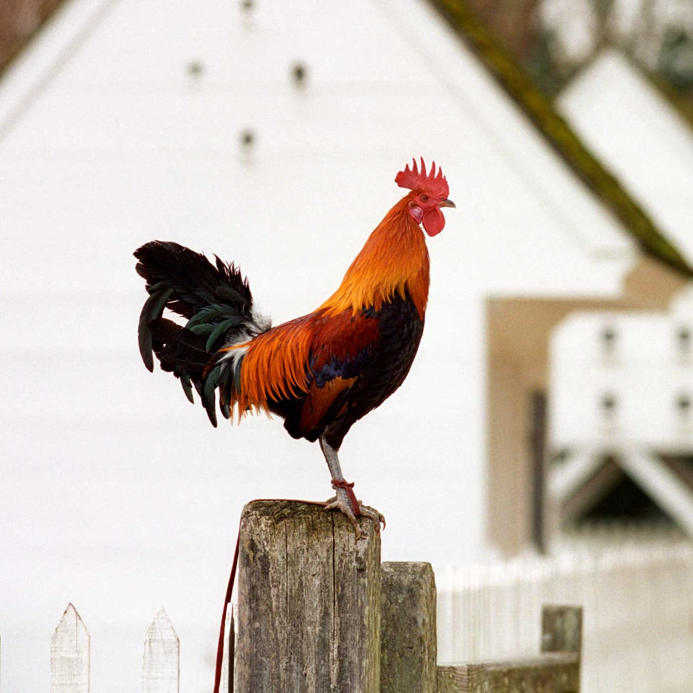 rare-breeds-chicken-2